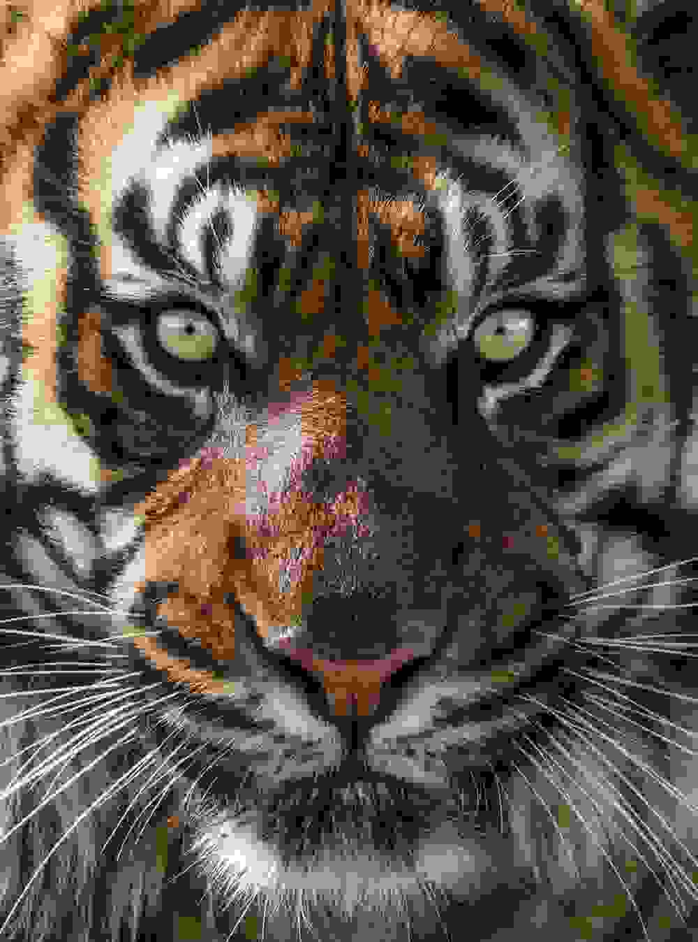 tigers16.jpg