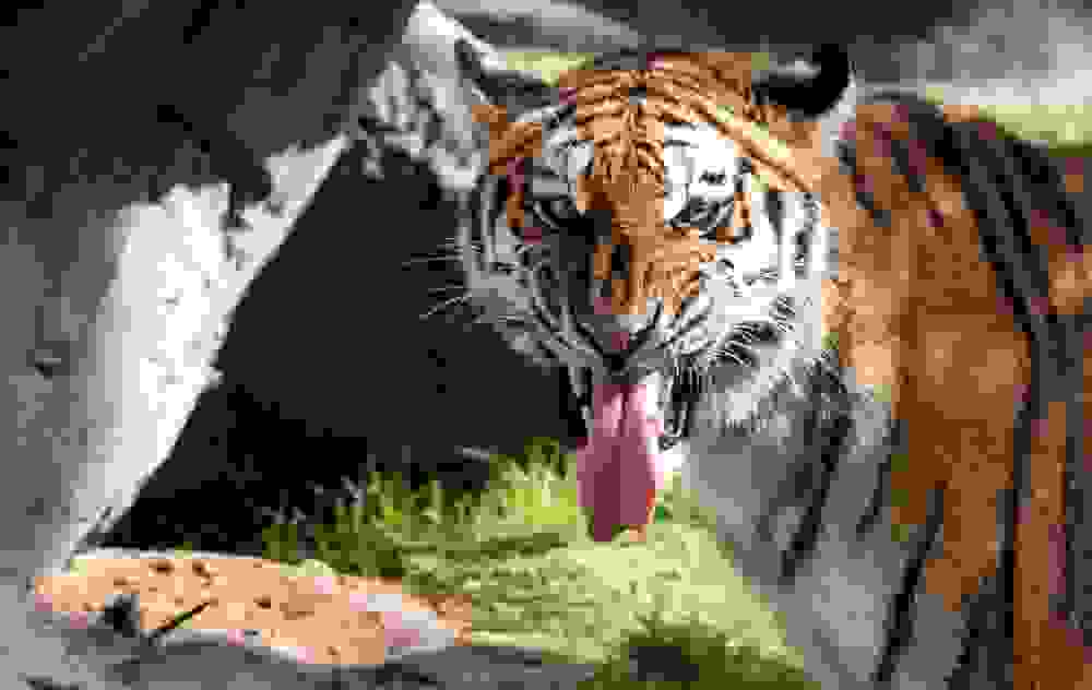 tigers18.jpg