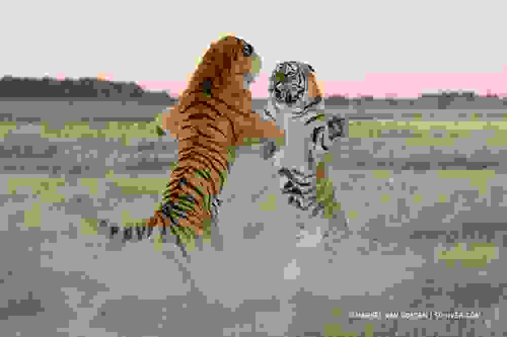 tigers2.jpg