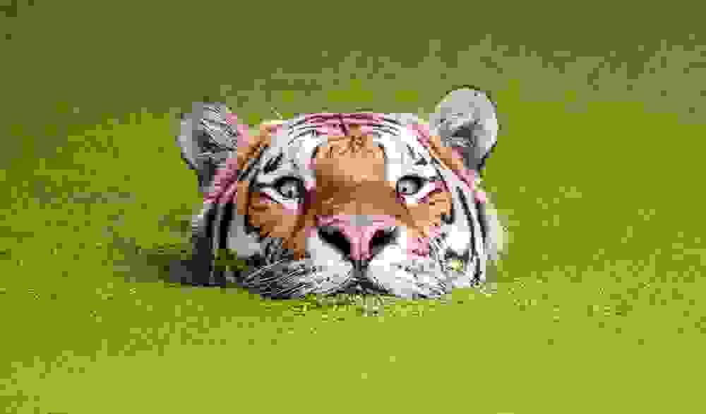 tigers21.jpg
