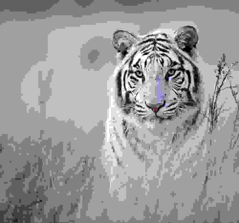 tigers3.jpg