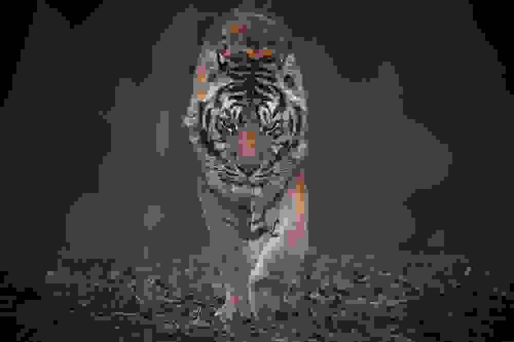 tigers4.jpg