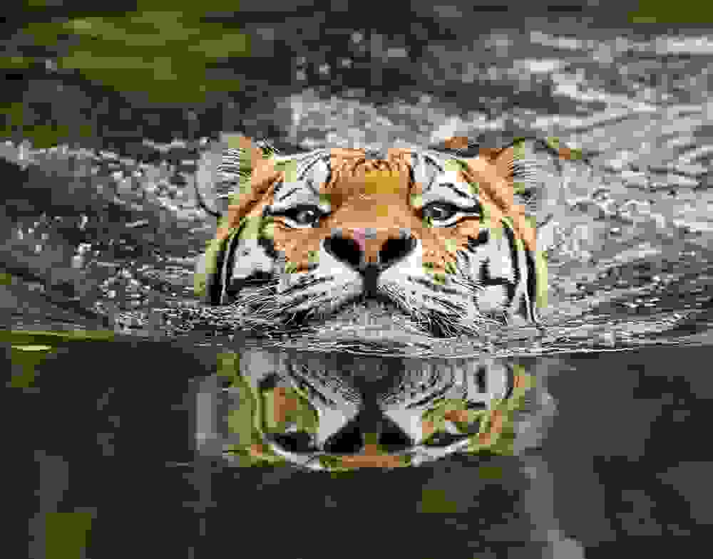 tigers5.jpg