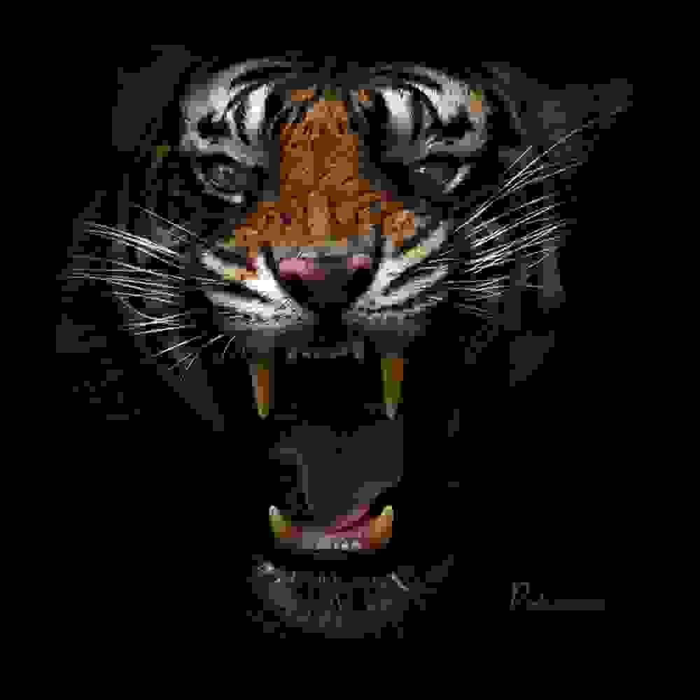 tigers6.jpg