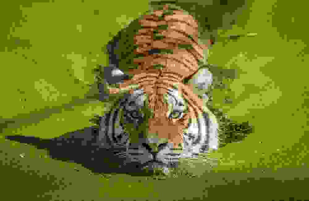 tigers7.jpg
