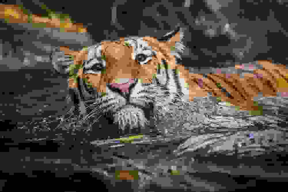 tigers9.jpg