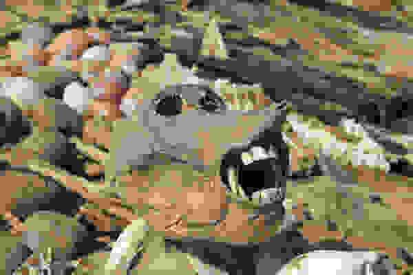 togo3.jpg