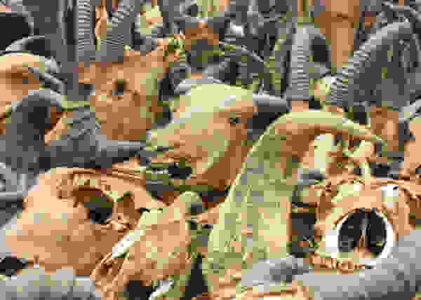 togo4.jpg