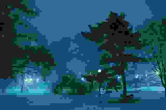 trees-at-night.jpg.662x0_q70_crop-scale.jpg