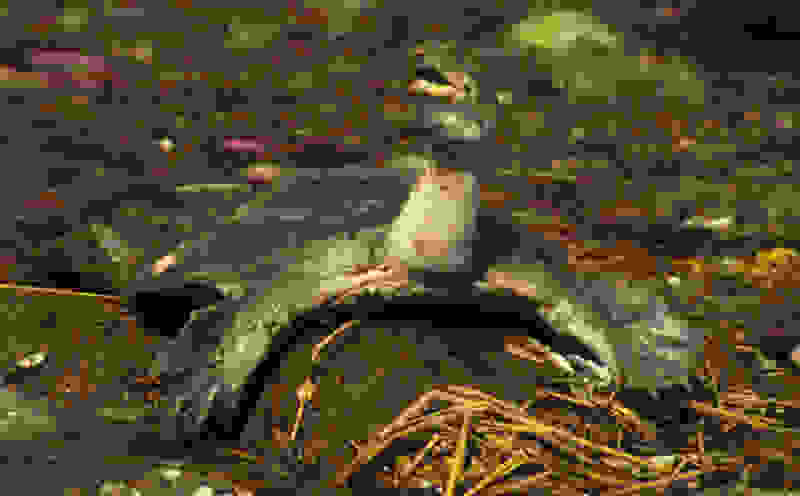turtle44.jpg