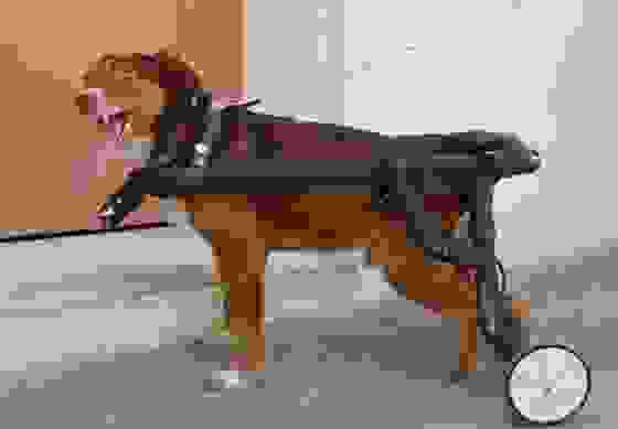 tzigouras3.jpg