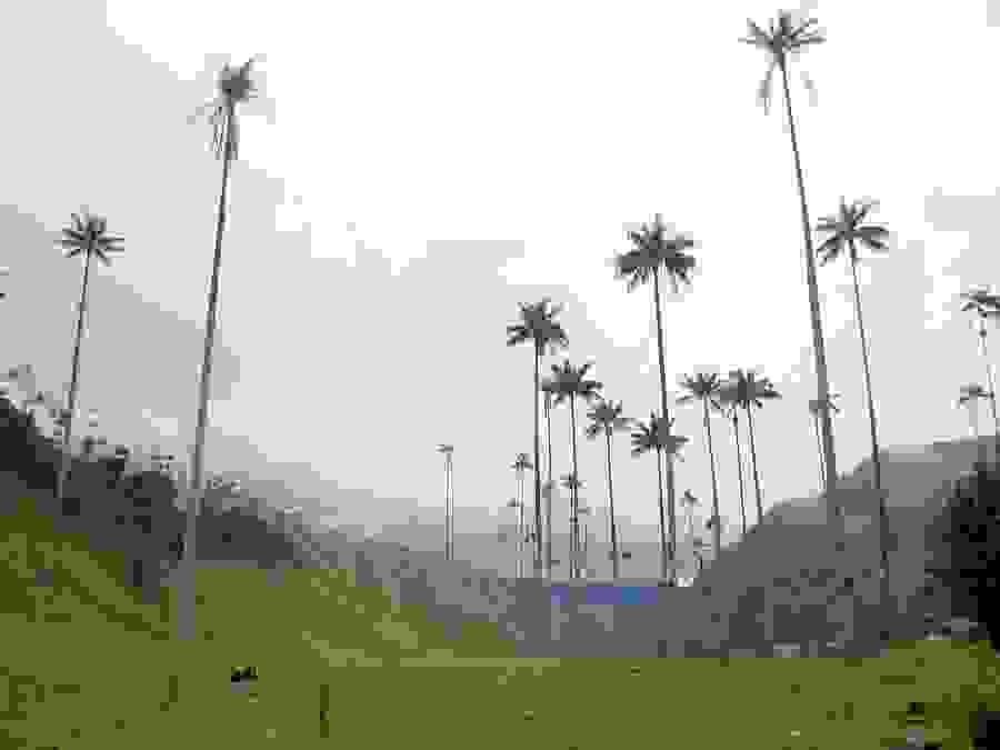 valle_de_cocora2.jpg