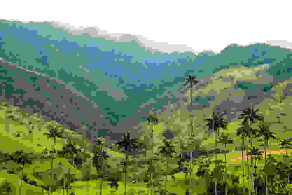 valledecocorasalentocolombia.jpg