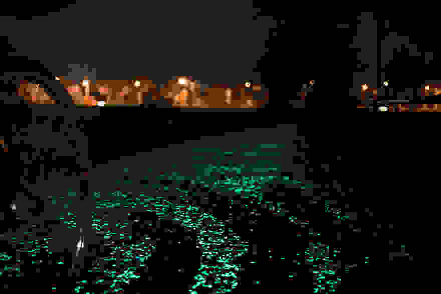 van-gogh-starry-night-glowing-bike-path-daan-roosengaarde-4.jpg