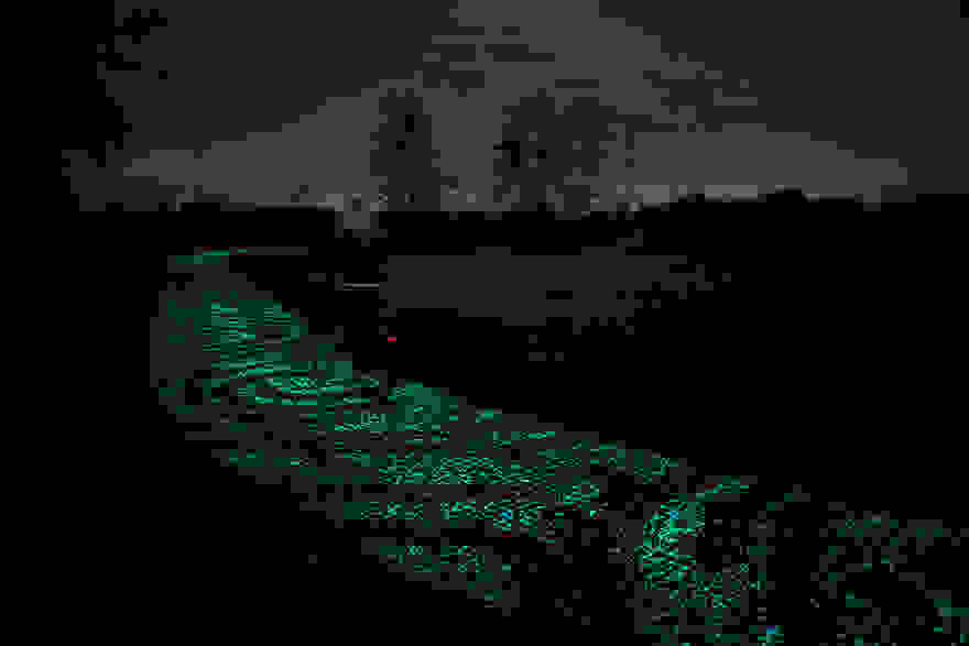 van-gogh-starry-night-glowing-bike-path-daan-roosengaarde-6.jpg