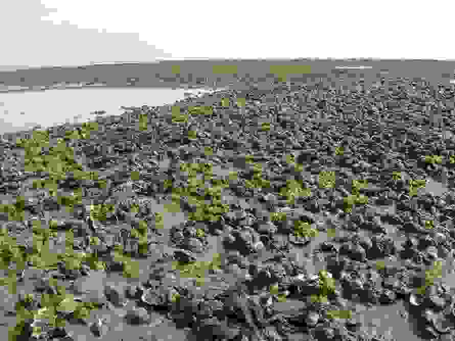 wadden1.jpg