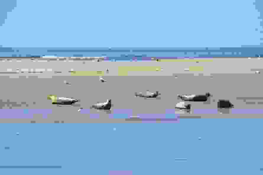 waddenq.jpg
