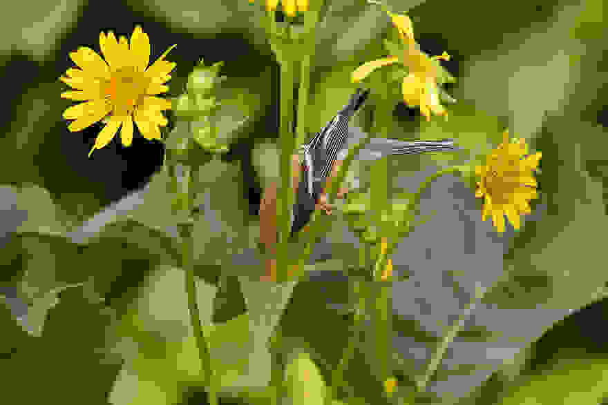 web_pfb_01_travisbonovsky_americangoldfinch_plantsforbirds_high-res-5f076f75922fe__880.jpg