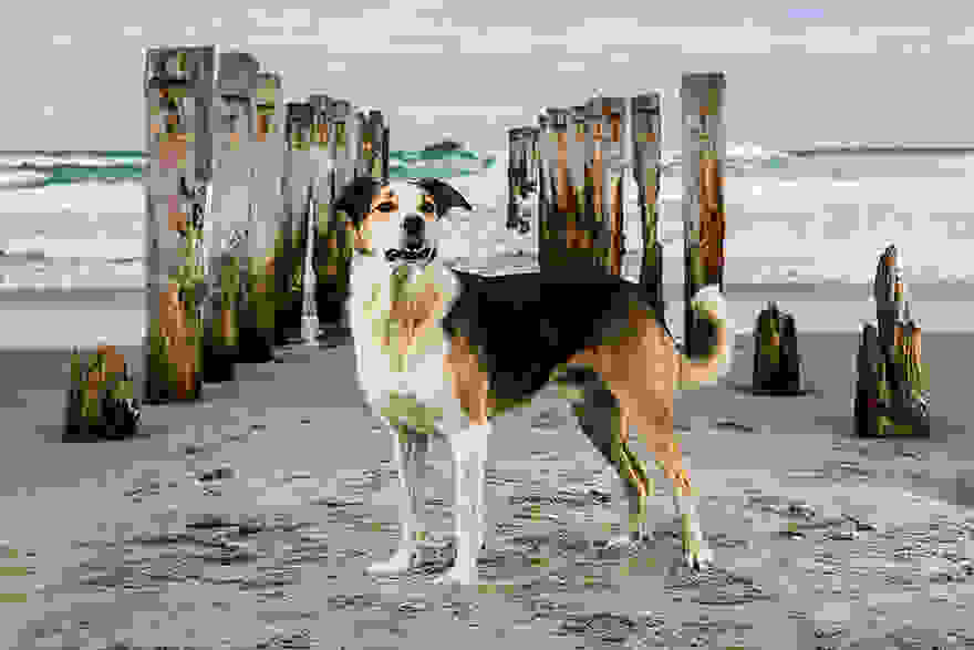 working-dog-photography-shepherds-realm-andrew-fladeboe-10.jpg