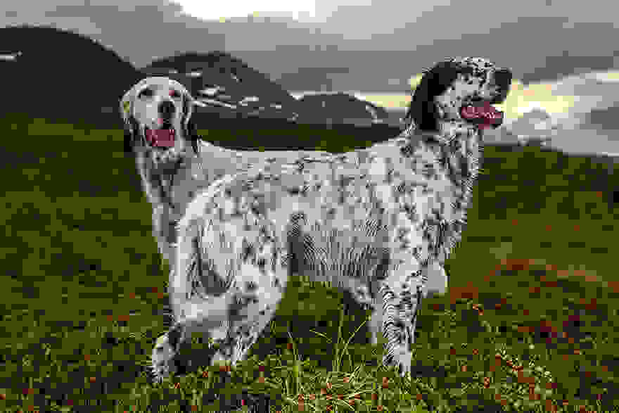 working-dog-photography-shepherds-realm-andrew-fladeboe-17.jpg