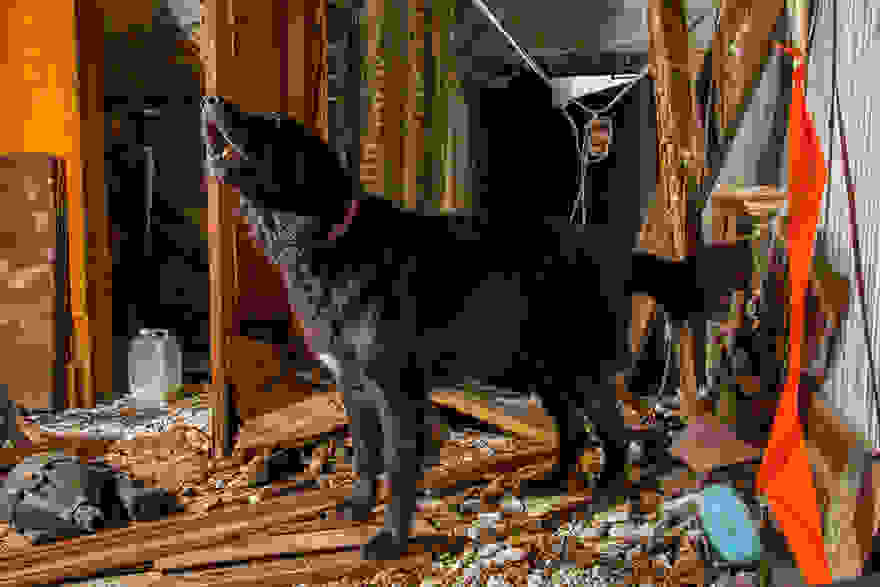 working-dog-photography-shepherds-realm-andrew-fladeboe-20.jpg