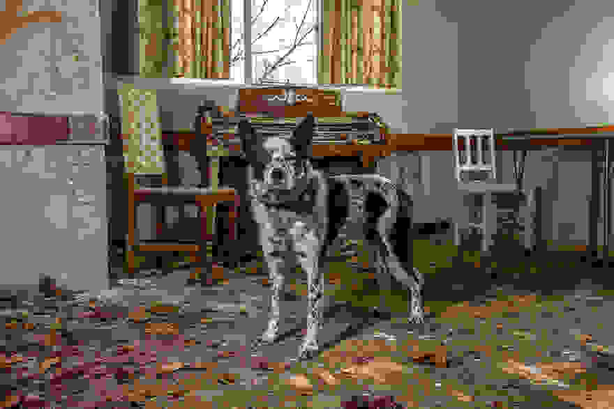 working-dog-photography-shepherds-realm-andrew-fladeboe-21.jpg