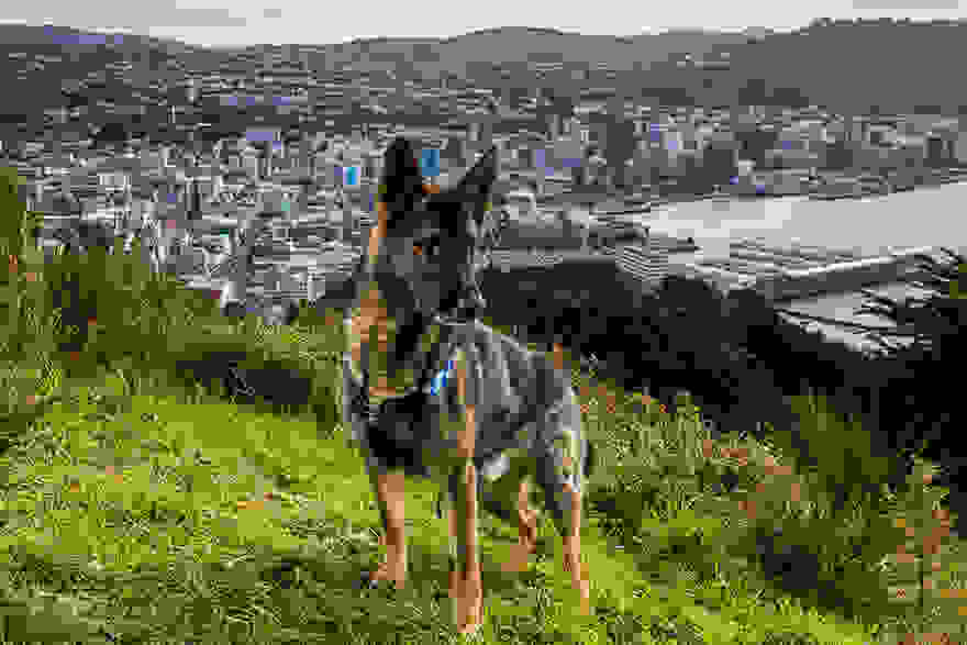 working-dog-photography-shepherds-realm-andrew-fladeboe-24.jpg