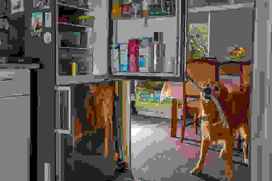 working-dog-photography-shepherds-realm-andrew-fladeboe-29.jpg