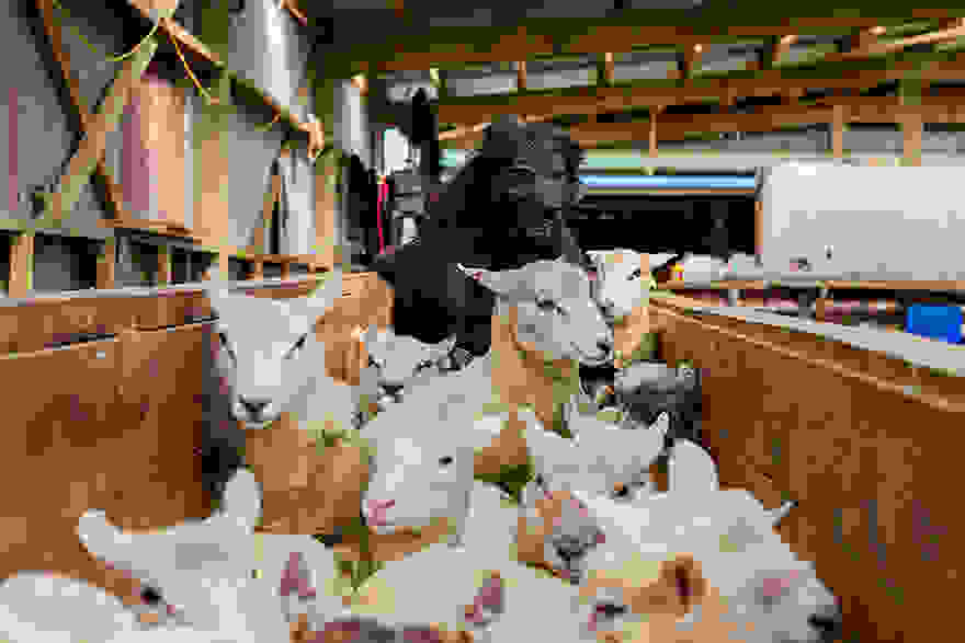 working-dog-photography-shepherds-realm-andrew-fladeboe-6.jpg