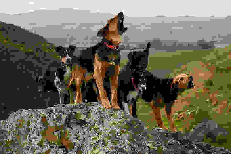 working-dog-photography-shepherds-realm-andrew-fladeboe-9.jpg