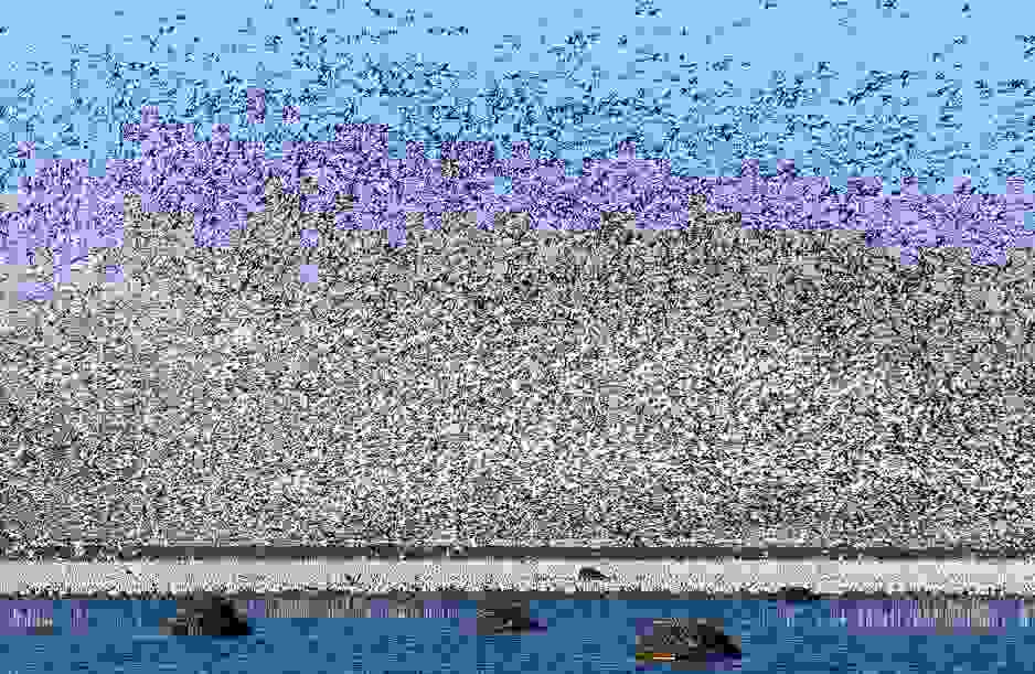 xines_1.jpg