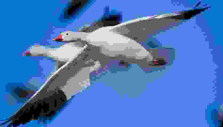 xines_2.jpg