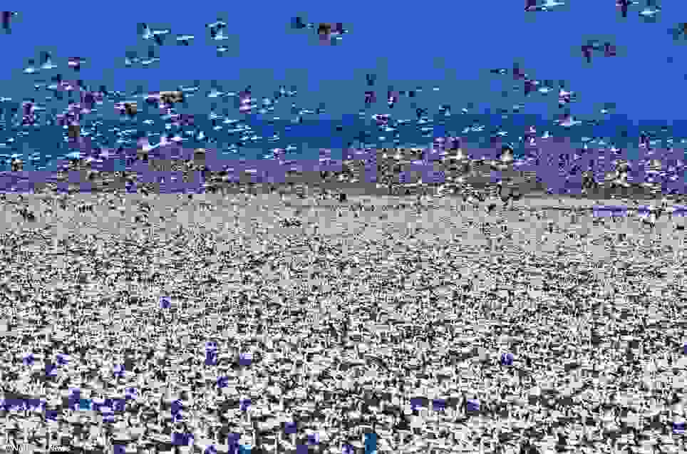 xines_7.jpg