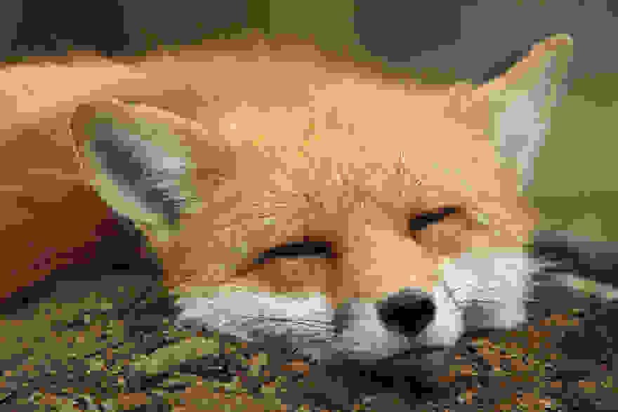 zao-fox-village-japan-3.jpg