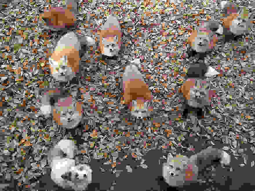 zao-fox-village-japan-34.jpg