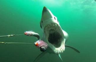 Έτσι είναι όταν σε κυνηγάει και σε τρώει ένας καρχαρίας! (video)