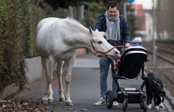 Το άλογο που πηγαίνει βόλτα μόνο του μέσα στην πόλη!