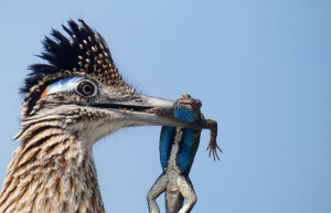 Audubon Photography Awards 2020: Αυτοί είναι οι μεγάλοι νικητές του διαγωνισμού πουλιών!