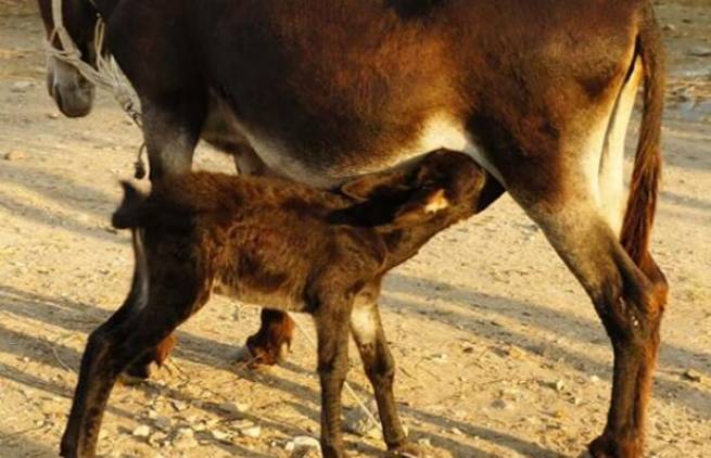 Έδωσαν άδεια για κατανάλωση γάλακτος ιπποειδών