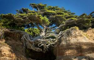 10 «αποφασιστικά» δέντρα που αρνούνται να πεθάνουν