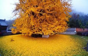 Ginkgo: Ένα δέντρο 1.400 ετών...!