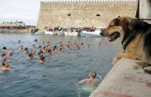 Γνωστό αδέσποτο του Ηρακλείου &quot;βούτηξε&quot; για το σταυρό