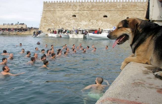 Γνωστό αδέσποτο του Ηρακλείου &quot;βούτηξε&quot; για το σταυρό