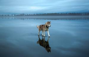 Μαγικές φωτογραφίες Huskies της Σιβηρίας