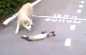 Γάτα το παίζει..ψόφιος κοριός! (video)