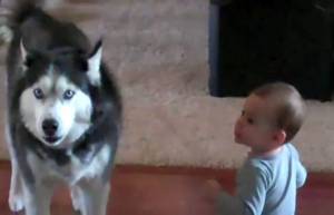 Συνομιλία Husky και μωρού! (video)