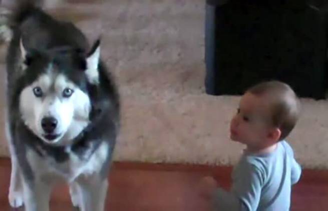 Συνομιλία Husky και μωρού! (video)