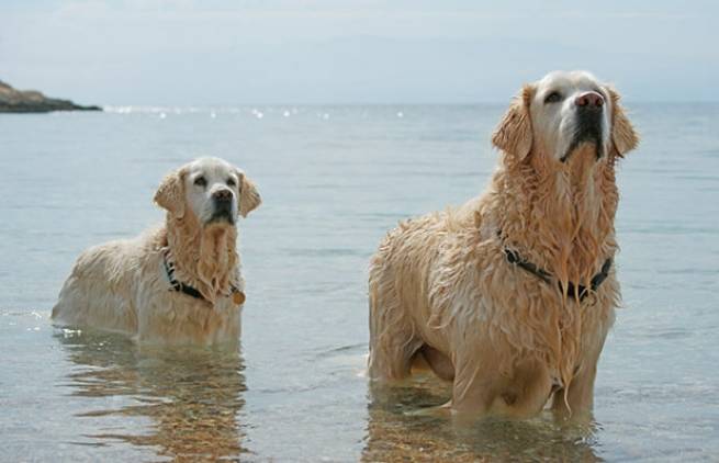 Σκυλιά στη θάλασσα και νόμοι; Μαγική εικόνα.
