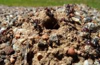 Απίστευτο video: Δείτε το εσωτερικό μιας φωλιάς μυρμηγκιών