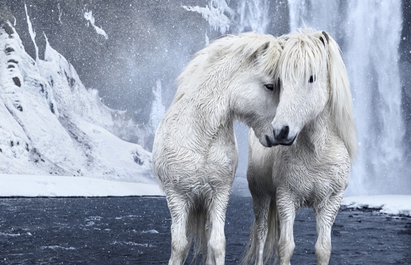 Τα πανέμορφα άγρια άλογα της Ισλανδίας (video)
